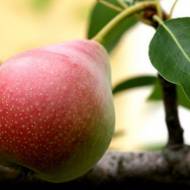 Саджанець Груша Лісова красуня в контейнері